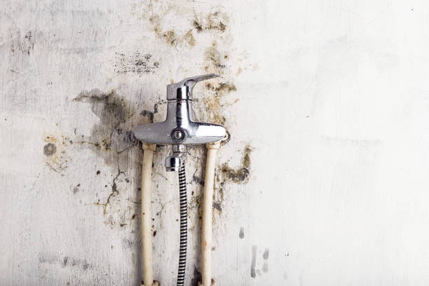 Best Professional Mold Removal  in Philmont, NY
